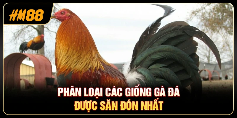 Phân Loại Các Giống Gà Đá