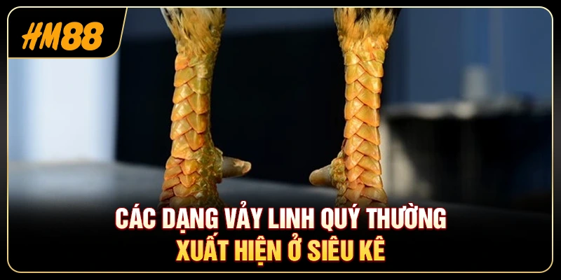 Cách Nhận Biết Vảy Gà Tốt