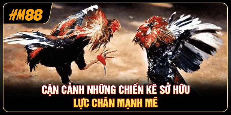 Đá Gà Cựa Dao