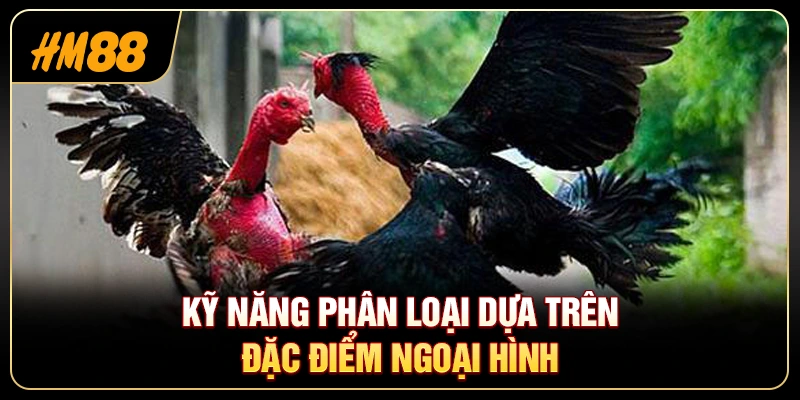 Phân Loại Các Giống Gà Đá