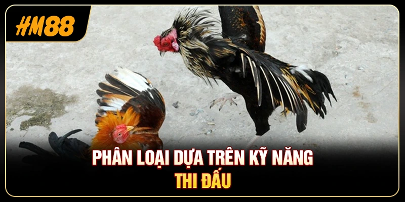 Phân Loại Các Giống Gà Đá